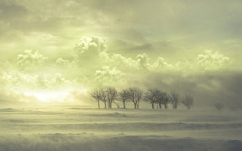 Nature, Trees, Clouds, Fog HD wallpaper