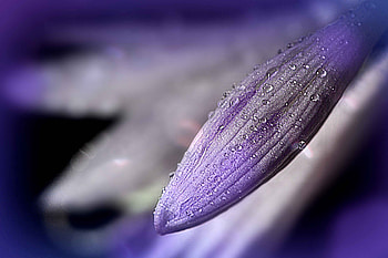 flower, macro HD wallpaper
