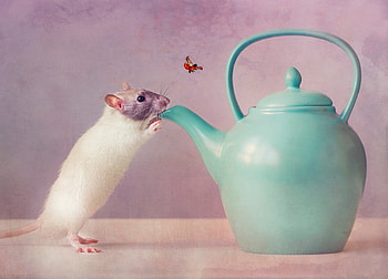 Mouse reaching kettle, Tea time, Whimsical , Cute HD wallpaper