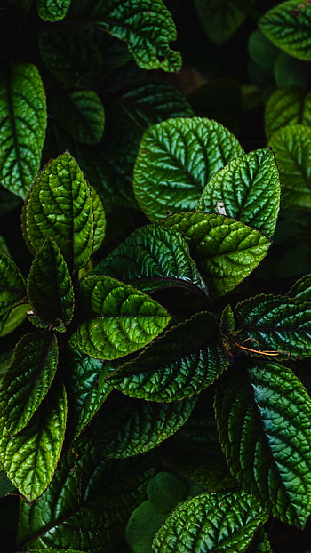 plant, green, nature, leaf HD phone wallpaper