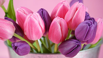 Plants, Flowers, Tulips, Bouquets HD wallpaper