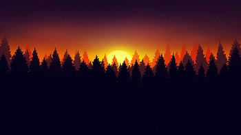 Forest, early morning, silhouette HD wallpaper
