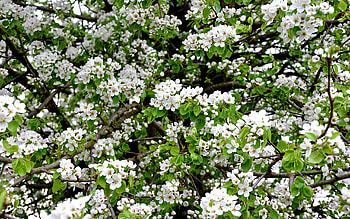 Plants, Flowers HD wallpaper