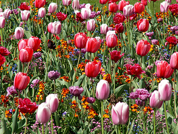 Flowers, Tulips, Flower Bed, Flowerbed, Spring, Mood HD wallpaper