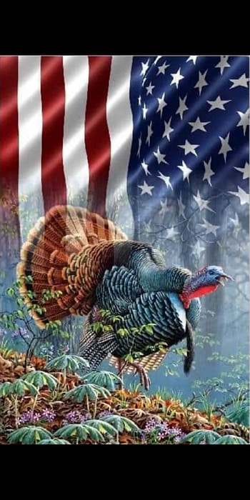 Turkey, feather, galliformes, TURKEY HD phone wallpaper