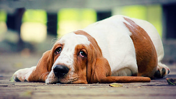 Animals, Lies, Dog, Sight, Opinion, Basset HD wallpaper
