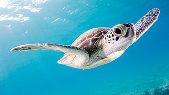 Turtle, underwater, animal, nature HD wallpaper