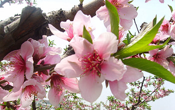 Flowers, Wood, Tree, Close-Up, Bloom, Flowering, Branch, Spring HD wallpaper