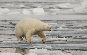 Bear, animal, white, snow, polar HD wallpaper