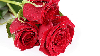 Roses, valentine, rose, white, flower, red, card HD wallpaper