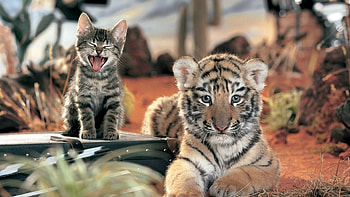 Animals, Friendship, Kitty, Kitten, Tiger, Scream, Cry, Tiger Cub, Cat Family, Family Of Felines HD wallpaper