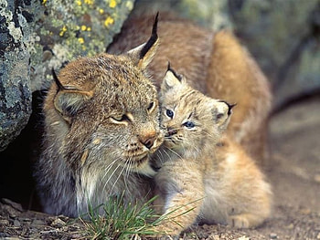 Mama and cub, cats, animals HD wallpaper