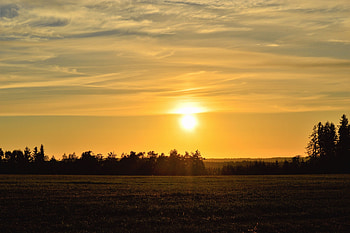 Landscape, Nature, Trees, Sunset, Sun, Field HD wallpaper