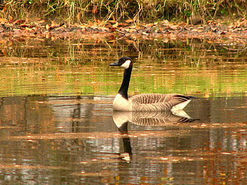 alone, ohio, goose, water, fall HD wallpaper