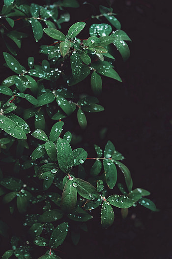 Nature, Leaves, Drops, Bush, Branches HD phone wallpaper