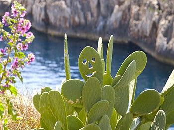 Smile, plant, flowers, water, rocks, cactus HD wallpaper