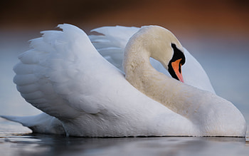 white swan, evening, sunset, lake, white bird, swans, beautiful birds HD wallpaper