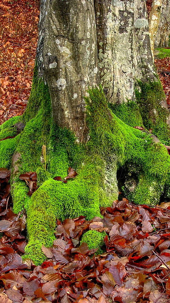 Roots tree, , october HD phone wallpaper