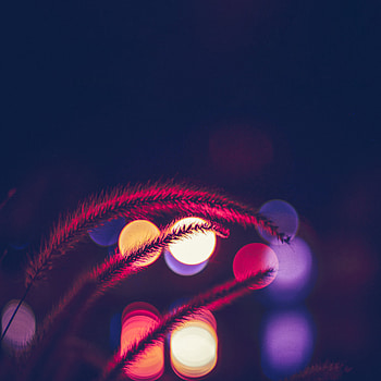 Cones, Lights, Macro, Dark, Glare, Blur, Smooth, Spikelets HD phone wallpaper