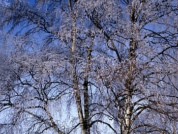 Winter, Nature, Birches, Branches, Frost, Hoarfrost HD wallpaper