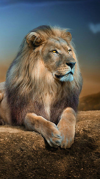Lion , High definition, Detailed ry, Exquisite details HD phone wallpaper