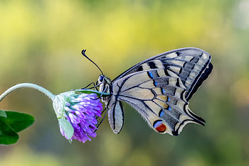 Butterfly, nature, flower, blue, fluture, insect HD wallpaper