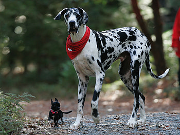 Great Dane, New , Sight for , Mobile & tablet HD wallpaper