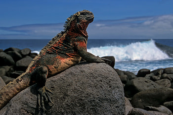 Animals, Sea, Rock, Stone, Lizard HD wallpaper