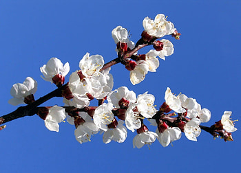 Flowers, Sky, Bloom, Flowering, Branch, Spring, Mood HD wallpaper