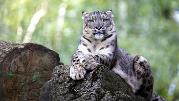 snow leopard , Background , Snow leopard HD wallpaper