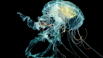 jellyfish , Vibrant background , Sublime marine scenes, High-quality HD wallpaper