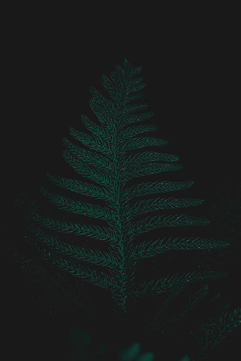 Ostrich fern, leaf, plant, close up HD phone wallpaper