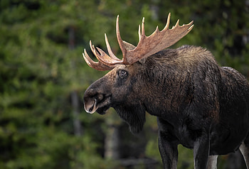 Impressive antlers, Bull moose's power, Unique home decor, Natural art HD wallpaper