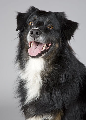 Close-up portrait of a joyful Border Collie with a playful expression. Perfect for pet enthusiasts. HD phone wallpaper