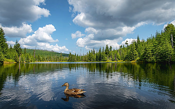 Duck in Lake, clouds, duck, Germany, lake, reflection HD wallpaper