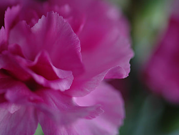 Spring Beauty, pink, spring, beauty, flower HD wallpaper