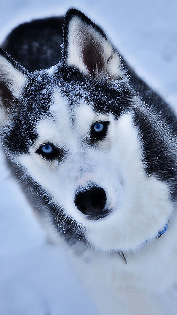 Husky Dog, Siberian Husky Dog, Dog HD phone wallpaper