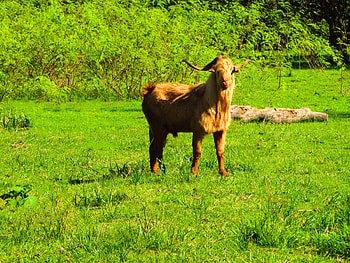 el chivo, erer, 34, 2e2, fdf HD wallpaper
