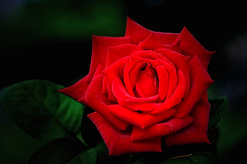 ❤❤❤, rose, flower, red, beautiful, macro HD wallpaper