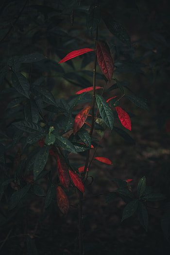 Nature, Autumn, Leaves, Bush, Branch HD phone wallpaper