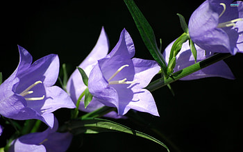 Sweet Bellflowers, chip, blue, purple, bellflowers HD wallpaper