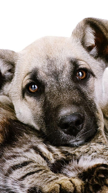 Cat And Dog, Animal, Dog HD phone wallpaper