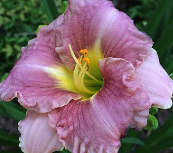 Purple Daylily, purple, nature, flowers, daylily, macro HD wallpaper