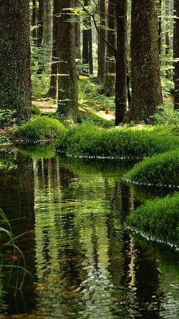Water in the Jungle, water HD phone wallpaper