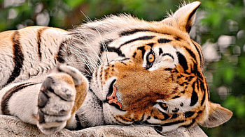 Jungle Animal, Tiger , Thrilling KDE design, Fierce and fearless HD wallpaper