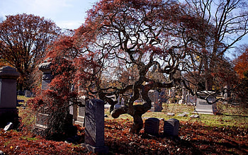 Cemetery - autumn, trees, monuments, autumn, Cemetery HD wallpaper