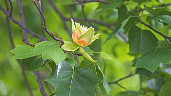 Tuliptree, Flower Bed in the Sky HD wallpaper