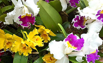 Flowers, Drops, Close-Up, Greens, Flower Bed, Flowerbed, Freshness, Orchids, Different HD wallpaper