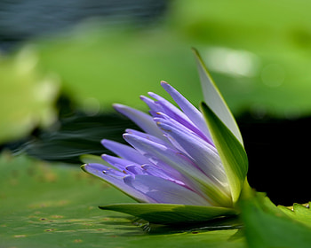Lotus, blue, summer, flower, green, lutus HD wallpaper