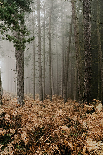 Nature, Trees, Autumn, Fern, Forest, Fog HD phone wallpaper